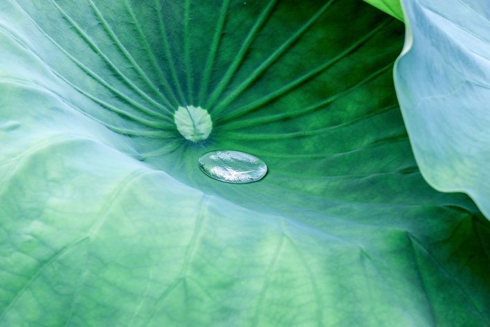 CCeliaPhoto / iStock